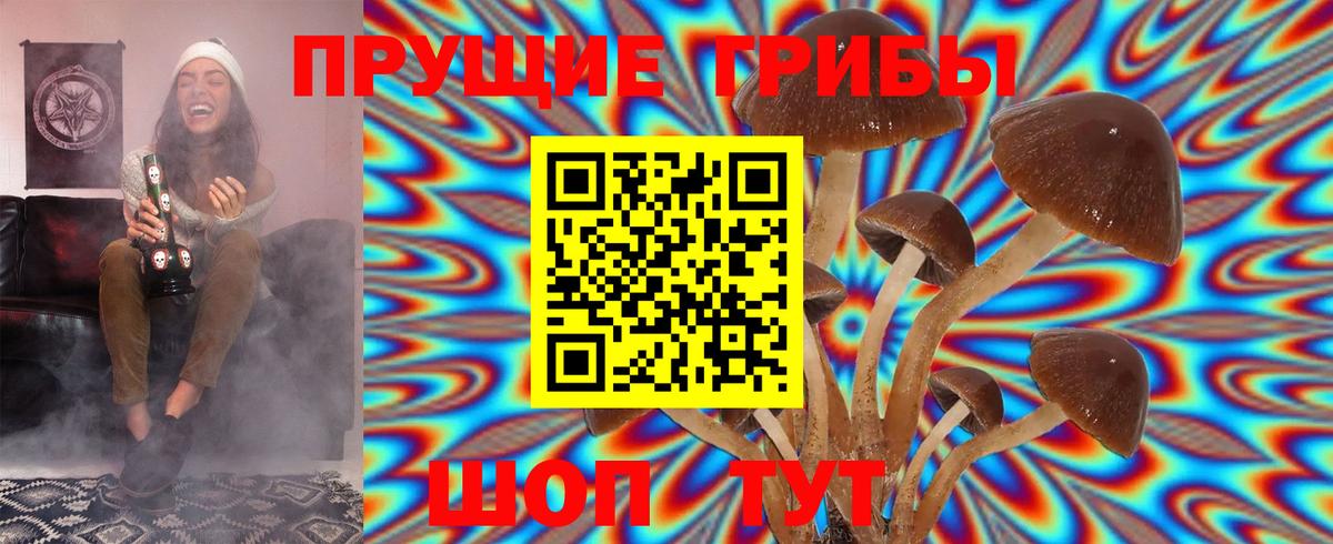 Галлюциногенные грибы Psilocybe Белгород